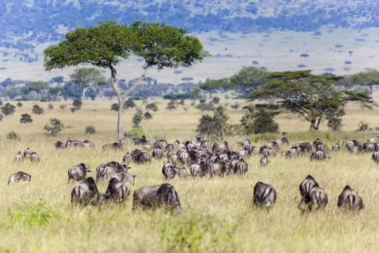 Gnus weiden in der Graslandschaft der Serengeti in Tansania, auf der auch einzelne hohe Bäume stehen.