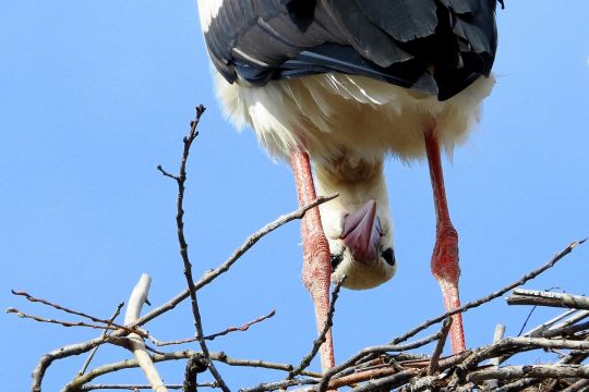 Ein Storch steht in seinem Nest und schaut kopfunter durch die Beine den Betrachter an.