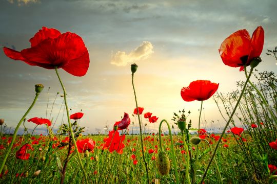 Mohnblumen auf einer Wiese