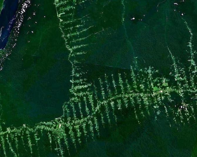 Entwaldung in Amazonien, aufgenommen vom Satelliten. Die in den Wald getriebenen Schneisen ergeben ein charakteristisches Fischgrätenmuster
