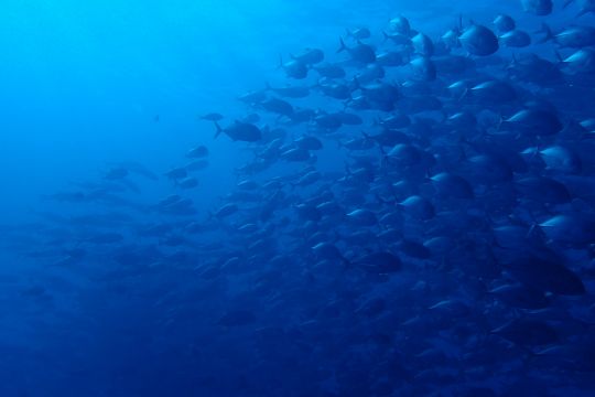 Unterwasseraufnahme eines Fischschwarms im blauen Pazifik.
