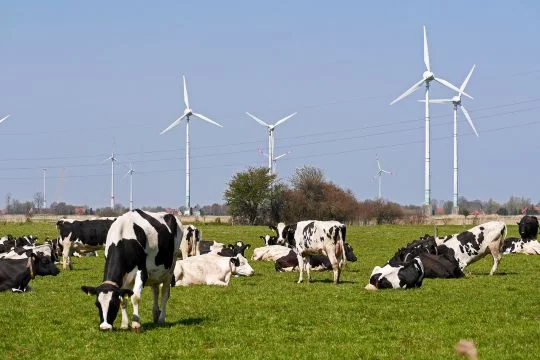 Rinder auf einer Weide in Ostfriesland, hinten stehen Windräder.
