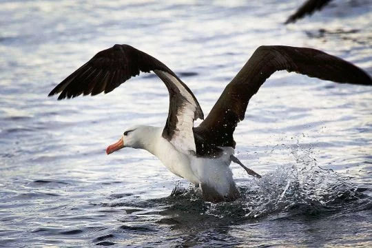 Im Wasser landender Schwarzbrauenalbatros.