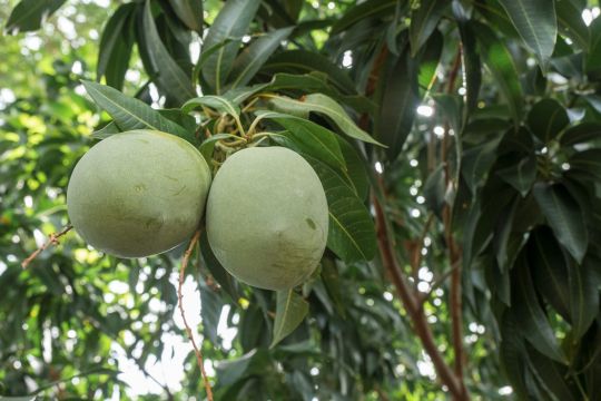 Zwei Mangos hängen am Baum.