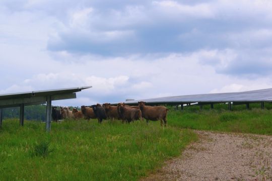 Zwischen aufgeständerten Photovoltaikanlagen weidet eine Schafherde.