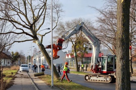 Ein Bagger stößt einen am Stamm fast durchgesägten Baum um, an dem Protest-Spruchbänder befestigt sind.