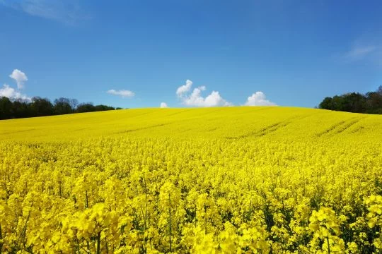 Feld mit gelben Rapsblüten bis zum Horizont.