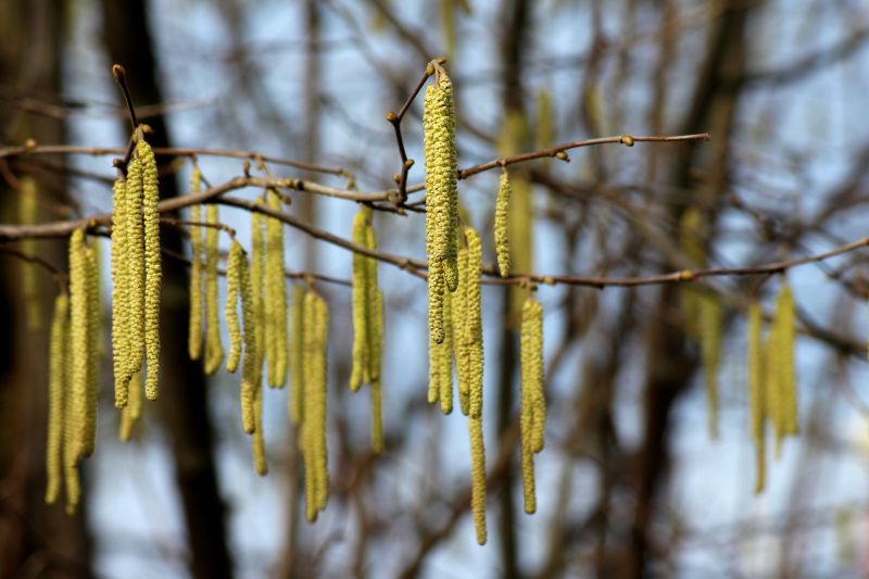 Gelbe Haselblüten hängen an einem blattlosen Baum