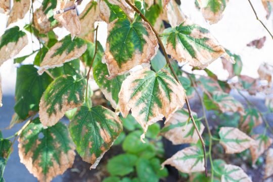 Blätter mit trockenem Rand an einer Linde als Folge eines Dürresommers.