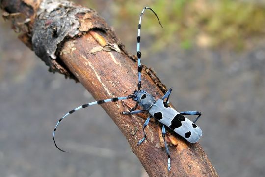 Ein Alpenbock, ein hellblauer länglicher Käfer mit schwarzen Punkten und langen gebogenen blau-schwarzen Fühlern, sitzt auf einem rindenlosen Zweig.