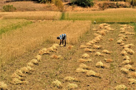 Indischer Bauer erntet und bindet Weizen mit der Hand.