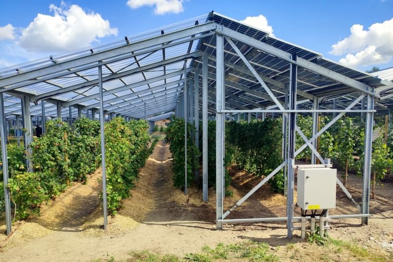 Einige Pflanzen stehen bei sonnigem Wetter unter einer hoch aufgeständerten Solaranlage im Schatten.