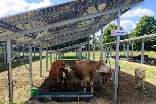 Einige Kühe und Kälber stehen bei sonnigem Wetter unter einer hoch aufgeständerten Solaranlage im Schatten.