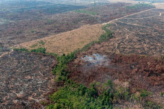 Gerodete Regenwald-Fläche in Brasilien