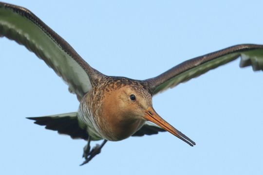 Eine Uferschnepfe fliegt auf den Fotografen zu. Aufnahme im Ochsenmoor bei Diepholz.