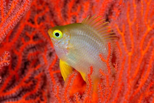 Aus einem roten Algenwald schaut ein tropischer Fisch heraus.