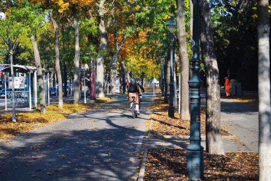 Straße mit separatem Radweg, beide von großen Straßenbäumen gesäumt, sodass die Allee mindestens vier Reihen Bäume ausweist.