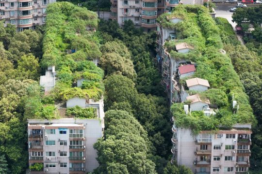 Plattenbau-Wohnhäuser in Chengdu mit üppiger Dachbegrünung, umgeben von Bäumen.