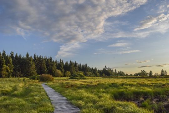 Weite, flache Moorlandschaft mit Grasland und einem Steg, dahinter Wald.