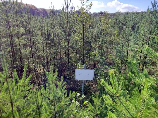 Junger Nadelwald mit einem kleinen weißen Schild, dessen Aufschrift nicht erkennbar ist.