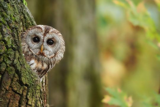 Ein Waldkauz schaut aus einer Baumhöhle heraus direkt auf den Betrachter.