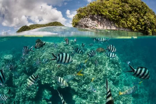Fische schwimmen im flachen Wasser vor einer Pazifikinsel