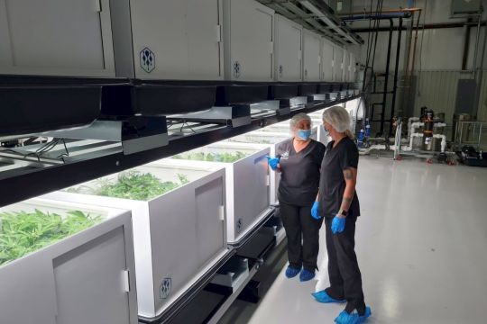 In einer Halle stehen zwei Arbeiterinnen in leichter Schutzkleidung vor einer Reihe großer weißer Kisten, in denen grüne Cannabis-Pflanzen wachsen.