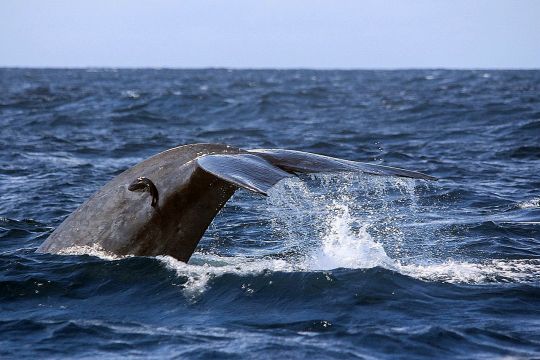 Die Fluke eines abtauchenden Blauwals ragt aus dem Wasser.