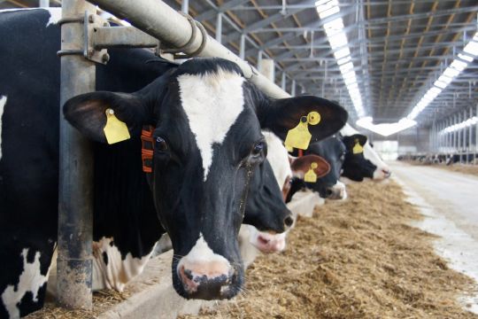 In einem großen, modernen Rinderstall stehen einige Tiere und fressen Kraftfutter, eines wendet uns den Blick zu.