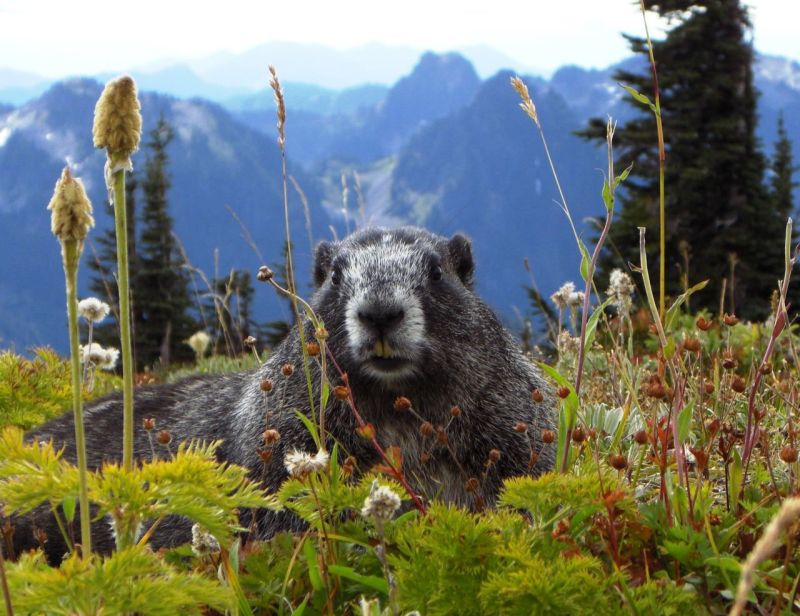 In einer alpinen Bilderbuch-Natur sitzt ein ziemlich dickes Murmeltier und schaut in die Kamera.