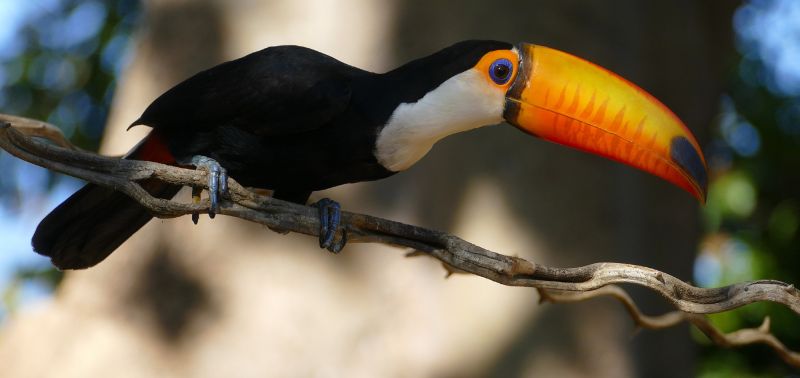 Ein Riesentukan sitzt auf einem Zweig. Der schwarze Vogel hat eine weiße Kehle und einen sehr großen, orangefarbenen Schnabel.
