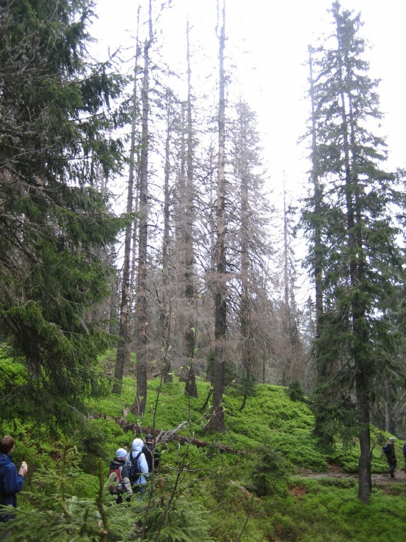 Abgestorbene hohe Fichten zwischen noch lebenden Bäumen an einem Wanderweg am Berghang.