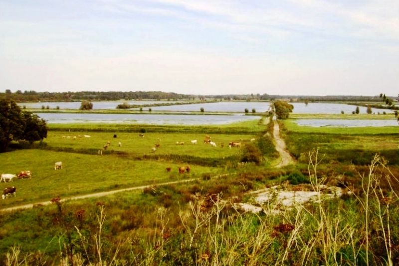 Grünland-Renaturierung mit großen Wasserflächen in Mecklenburg.