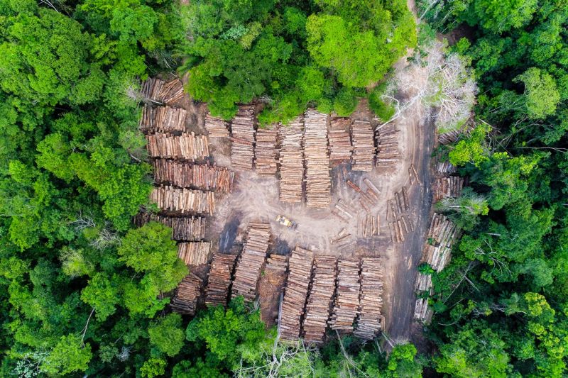 Luftaufnahme eines Lagerplatzes für Holzstämme aus genehmigten Abholzungen im brasilianischen Amazonas-Regenwald.