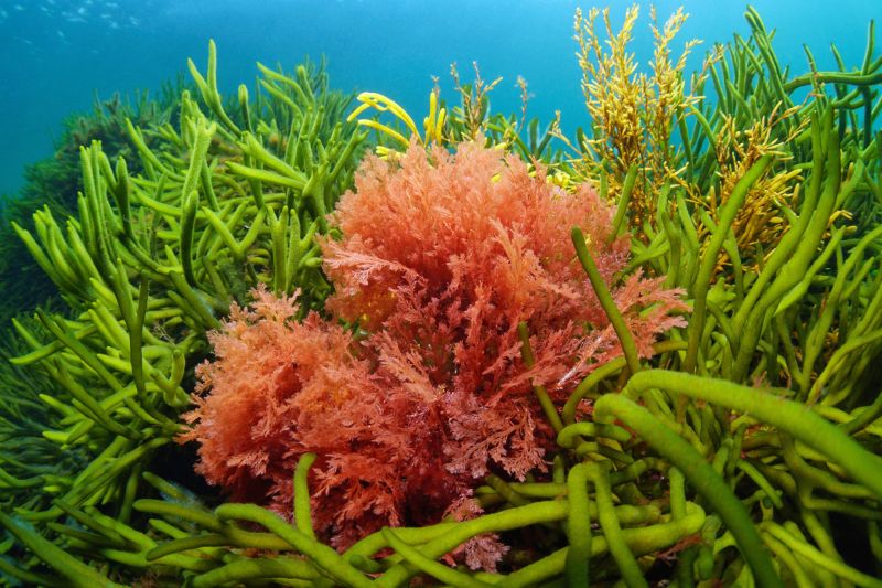 Eine rote Alge zwischen mehreren grünen Makroalgen auf dem Meeresgrund.