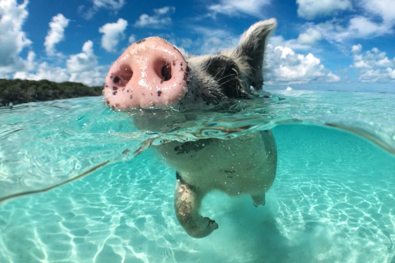 Ein Schwein schwimmt im glasklaren, türkisen Wasser.