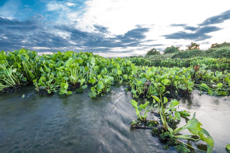 Fluss, der von Wasserhyazinthen stark zugewachsen ist