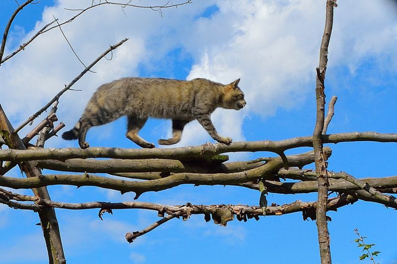 Eine Wildkatze läuft auf trockenen Ästen zielstrebig geradeaus.